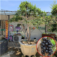 深圳精品造型嘉宝果苗多少钱