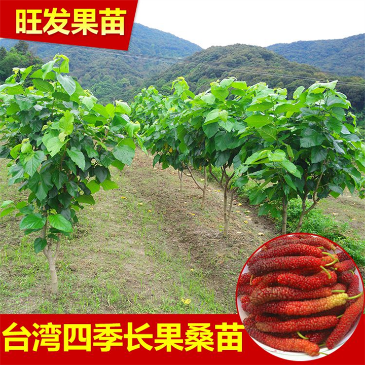 全国各地，长果桑所到之处皆为当地新款桑果品种 