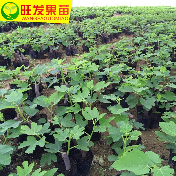 供应无花果苗、泉州无花果苗、泉州水果苗 