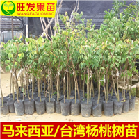 泉州果苗、泉州杨桃苗、台湾四季杨桃 