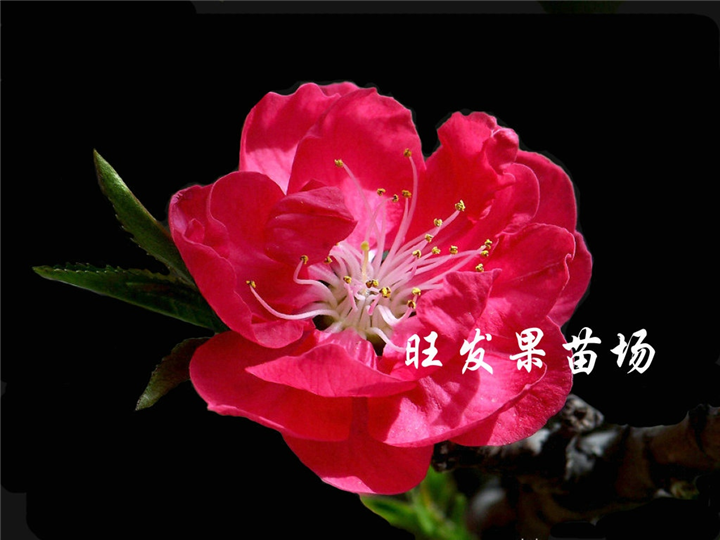 福建桃花嫁接苗、福建桃花苗、漳州桃花苗 