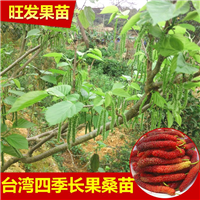 正宗台湾长果桑嫁接苗阳台庭院盆栽四季果桑当年结果 