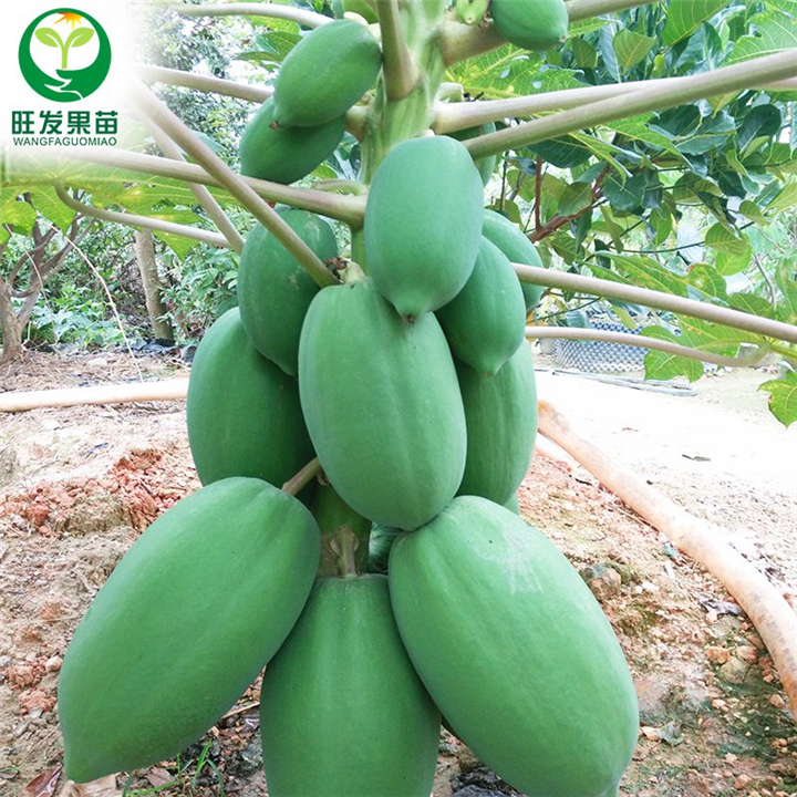 台湾番木瓜树苗 南方木瓜苗红肉木瓜苗 