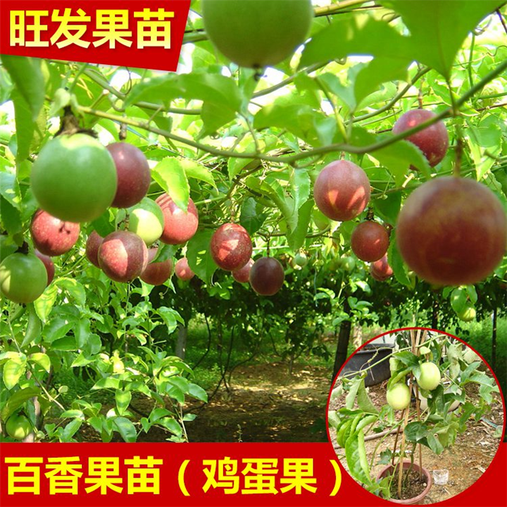 百香果苗树苗扦插苗紫香一号广西带叶鸡蛋果苗台农黄金果真苗包邮 