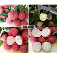大量现货无核荔枝苗 量大价优 
