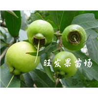 供应水蒲桃苗 海南水蒲桃树  全国各地可种 耐寒 耐旱 