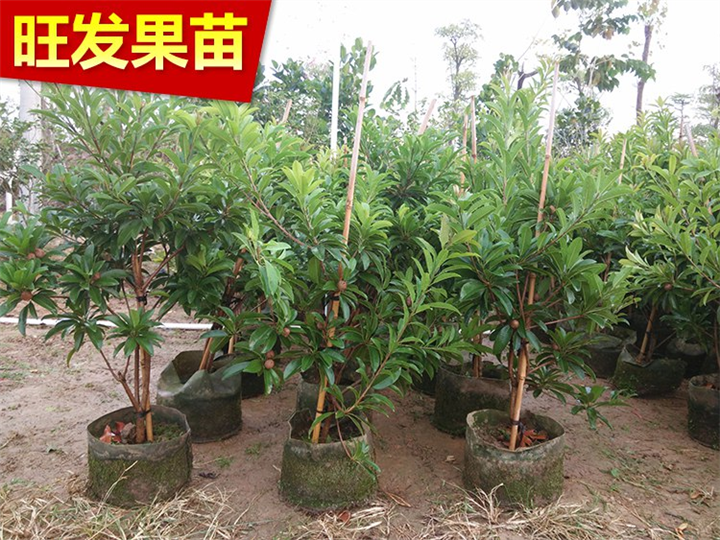 福建人心果苗基地，福建人心果苗价格，福建人心果苗 