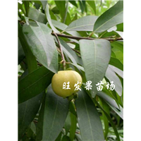 福建果苗场\平和水蒲桃苗\水蒲桃苗批发 