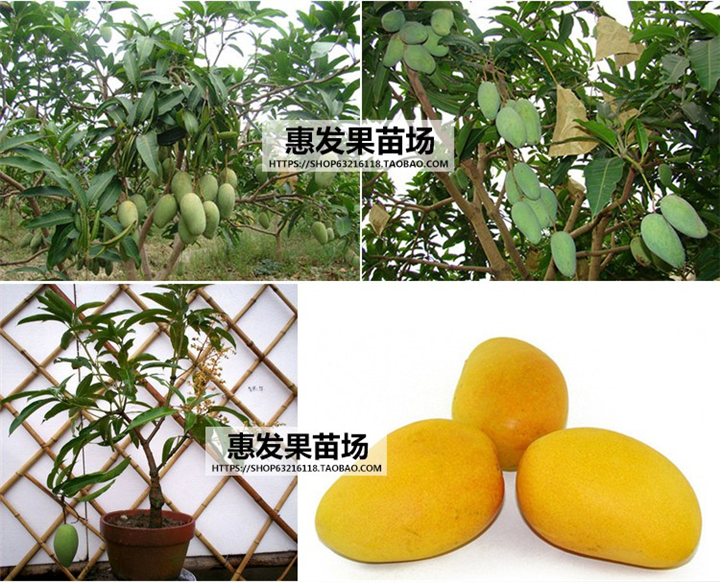 **四季芒果苗批发报价 芒果苗批发 芒果苗直销热带果树苗 