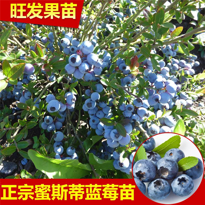 福建蓝莓苗批发、福建果苗基地、热带果树苗出售 