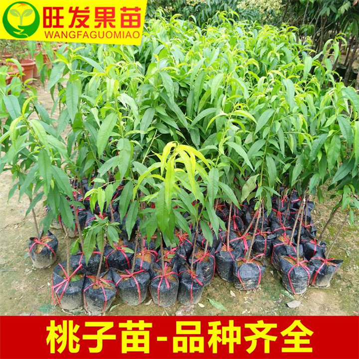 福州果苗、福州桃苗、福州三月桃苗 
