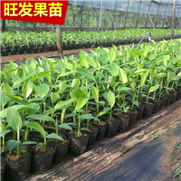 福建粉蕉苗，皇帝香蕉 又称贡蕉 优良新品种 