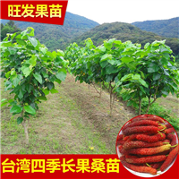 全国各地，长果桑所到之处皆为当地新款桑果品种 