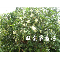 江西水蒲桃苗基地，江西水蒲桃苗，销售水蒲桃苗 