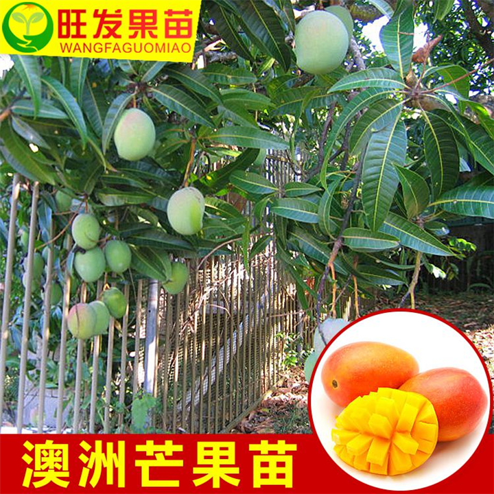 新品种澳芒芒果苗 澳芒芒果苗 特价新品种 大芒果苗 