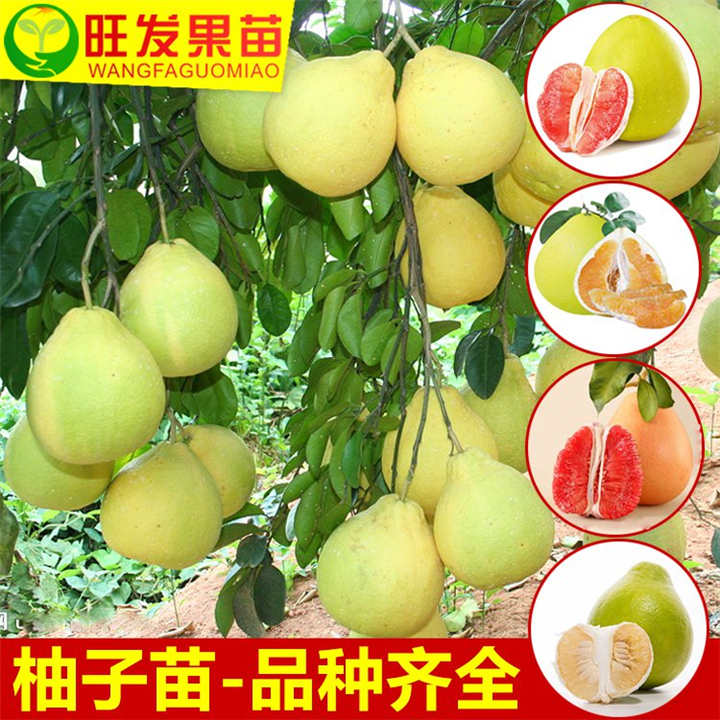 福建果苗，福建三红蜜柚苗，三红蜜柚嫁接苗 质量保证 