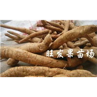 全国供应牛大力苗、低价销售牛大力苗 