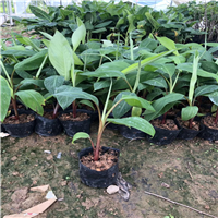 广东红香蕉苗基地
