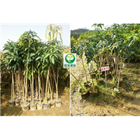 福州盆栽芒果苗 金煌芒果苗 福州芒果苗直销 