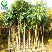 澳芒芒果苗批发 福建果苗批发 热带果树苗出售 