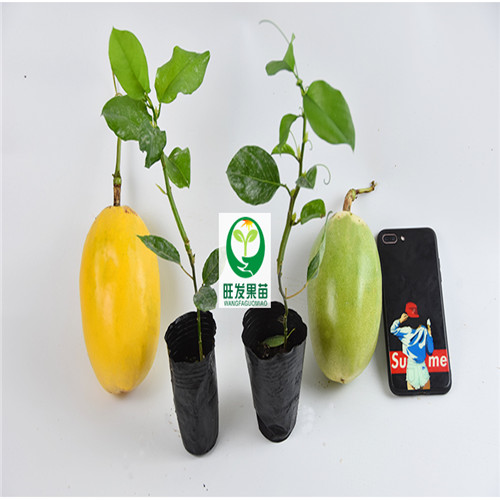 深圳木瓜百香果苗