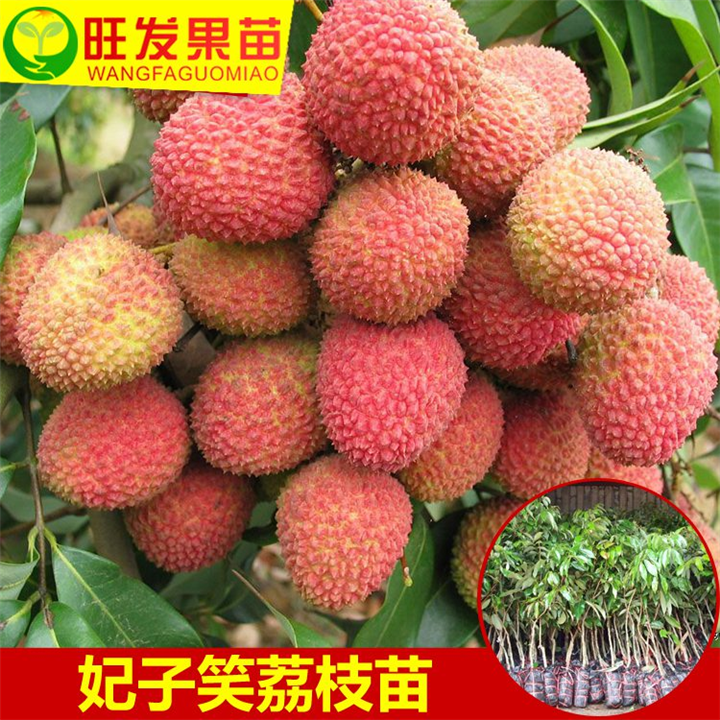 妃子笑荔枝苗、泉州妃子笑荔枝苗 、荔枝苗 