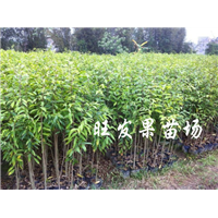 现货沉香苗供应、沉香苗多少钱一株？ 