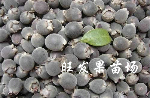 出售捻子苗，福州捻子苗，全国供应捻子苗 