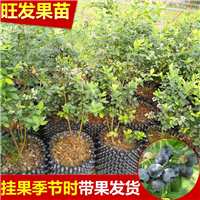 泉州蓝莓苗 嫁接苗 水果树苗木 南北方种植当年结果 