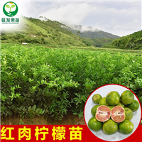 红肉柠檬嫁接苗 可地栽盆栽 