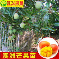 新品种澳芒芒果苗 澳芒芒果苗 特价新品种 大芒果苗 