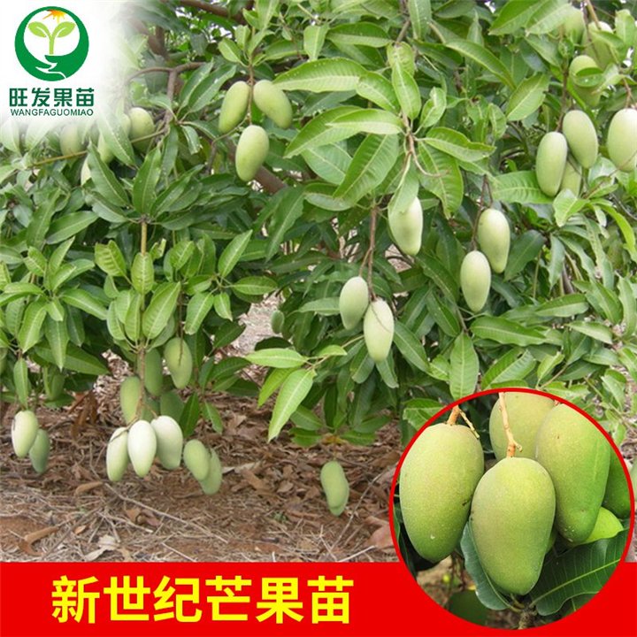 江西四季芒果苗批发 各类芒果树苗供应 可地栽盆栽 当年结果 