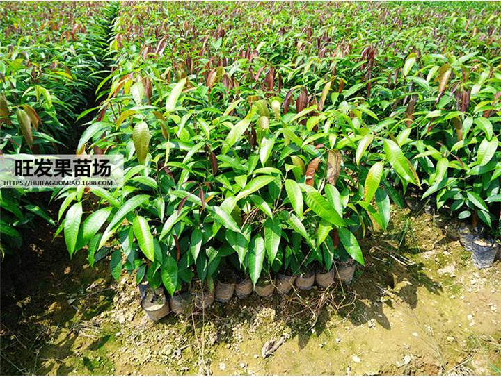 福建芒果苗批发 芒果苗直生苗  芒果苗杯苗 