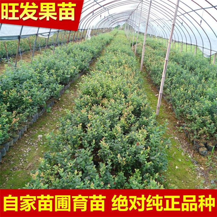 福建蓝莓苗批发报价，可盆栽果苗当年结果树**保证 