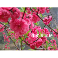 福建批发桃花苗、优质桃花苗价格、泉州桃花苗 