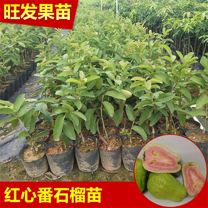 嫁接芭乐果树苗 四季结果 台湾珍珠番石榴**红心番石榴 