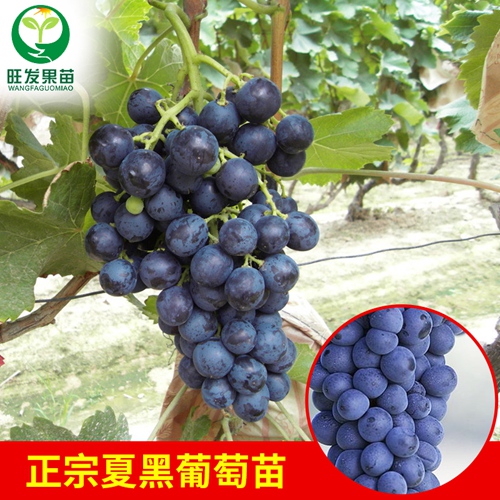 福建夏黑葡萄苗基地，福建葡萄苗价格，福建葡萄苗 