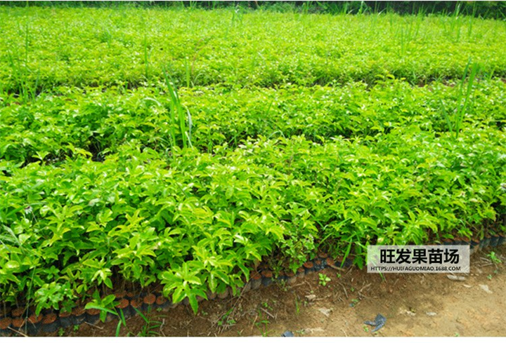 台湾紫香百香果西番莲苗鸡蛋果苗 紫果百香果超甜不酸 