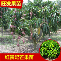 红贵妃芒果苗价格 福建红贵妃芒果苗直销 芒果苗盆栽批发 