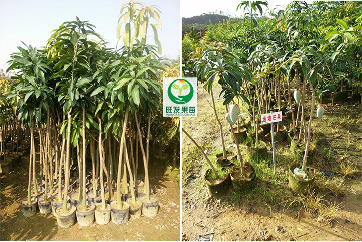 福州盆栽芒果苗 金煌芒果苗 福州芒果苗直销 