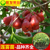 黑金刚莲雾苗批发 **黑金刚莲雾苗嫁接苗 