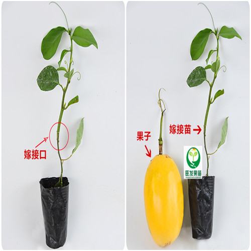 惠州木瓜百香果苗