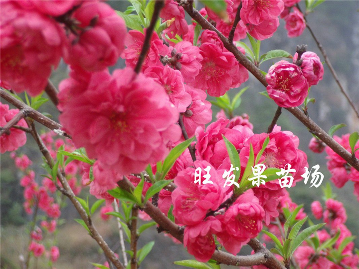 福建批发桃花苗、优质桃花苗价格、泉州桃花苗 