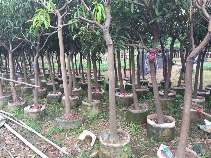 福建台农一号芒果苗  芒果嫁接苗 大批量芒果苗 价格优惠 