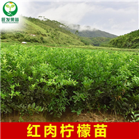 红肉柠檬嫁苗、**红肉柠檬苗出售 