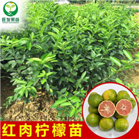**红肉柠檬嫁苗质量保证 