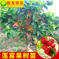 莲雾树苗大量现货莲雾苗 大叶红莲雾苗 当年结果 