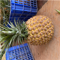 河源霸王凤梨苗哪家好