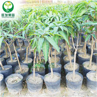 福州澳芒芒果苗批发报价 芒果苗批发 芒果苗直销热带果树苗木 