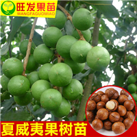 江西澳洲坚果苗，福建坚果苗